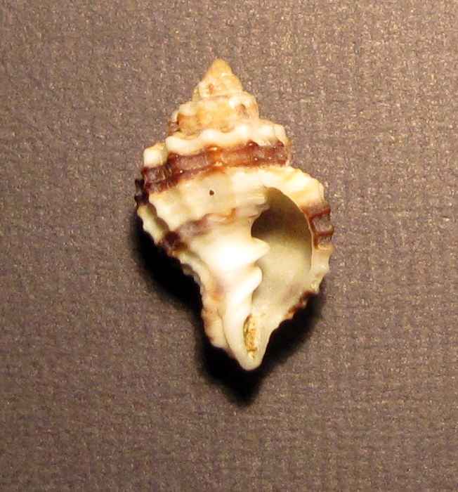Cancellaria?