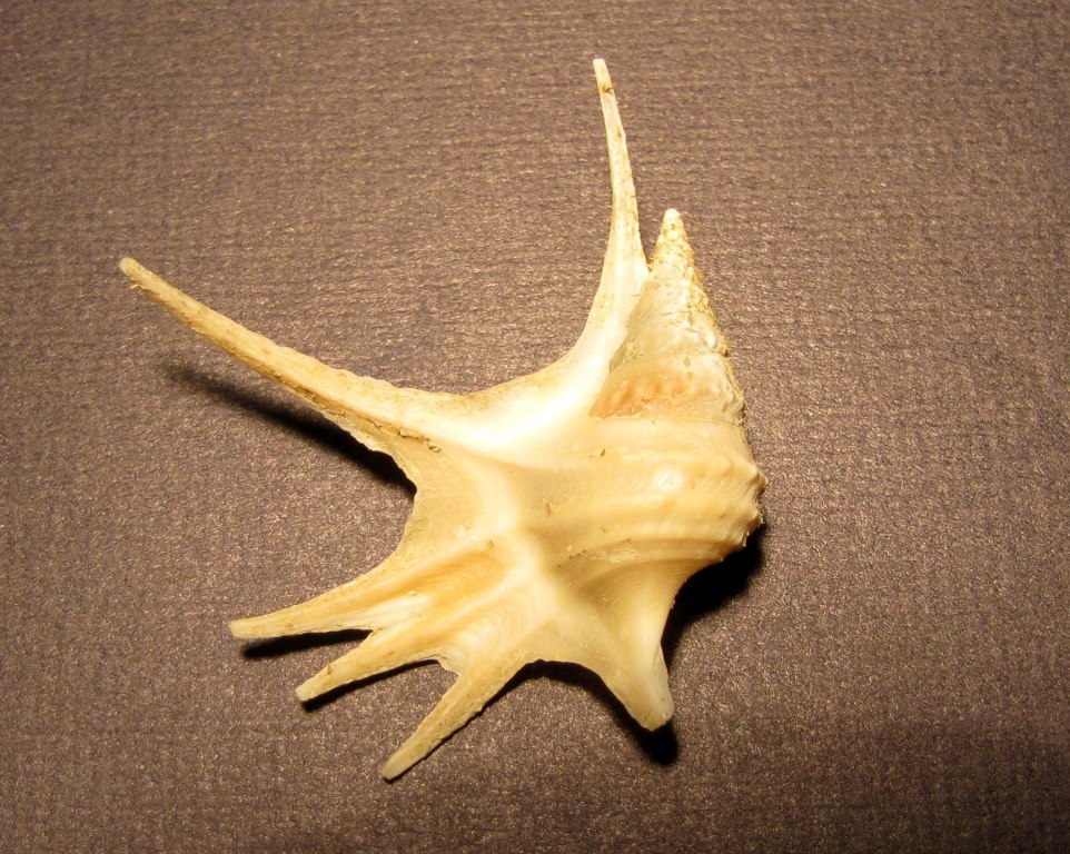 A. serresianus?