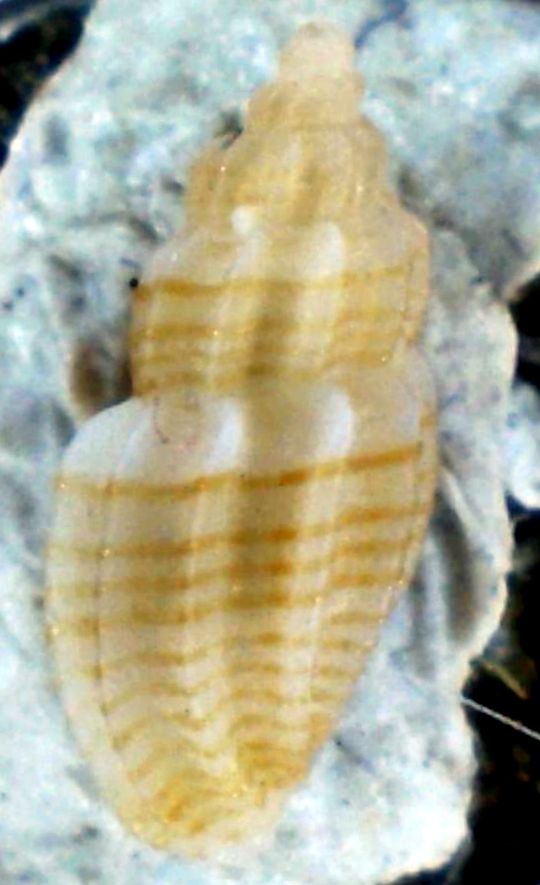Mangelia 1
