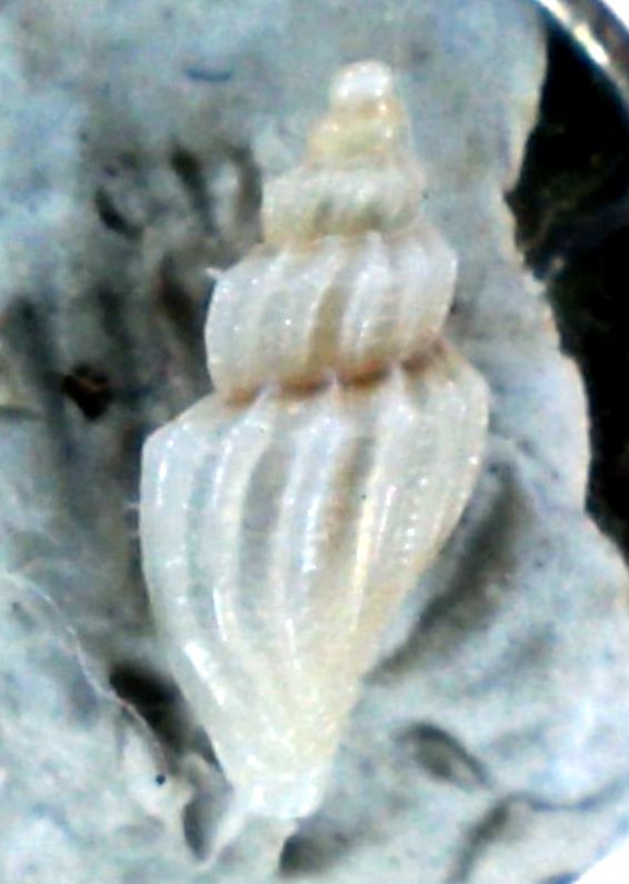 Mangelia 3