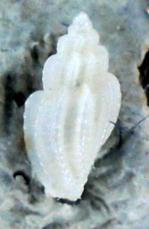 Mangelia 4