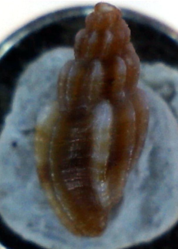Mangelia 5