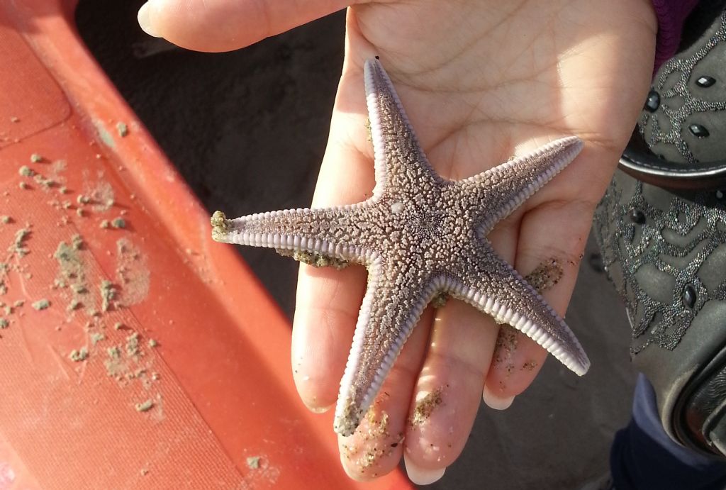 Asptropecten irregularis spiaggiate in Adriatico