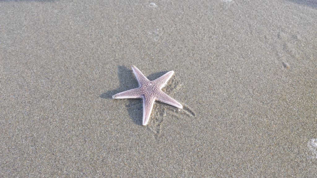Asptropecten irregularis spiaggiate in Adriatico
