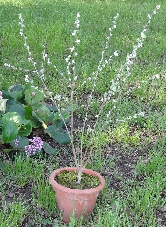 consigli per fare simil bonsai con pollone di betulla?