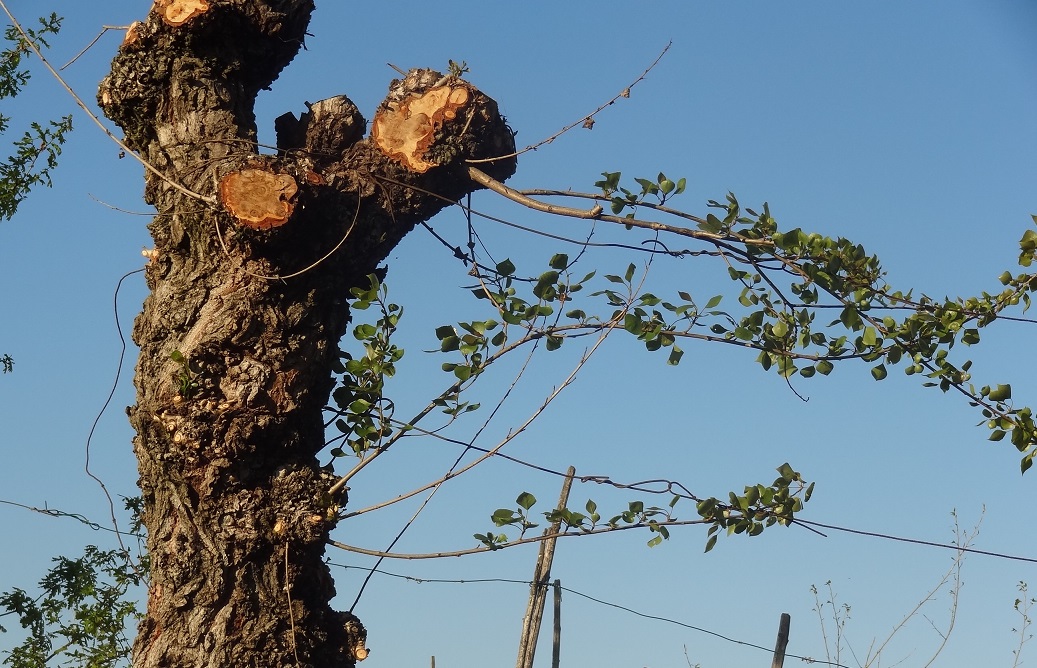 Albero con foglie a forma di aquilone rovesciato
