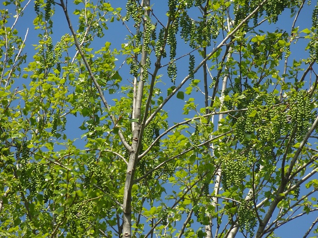 Albero con foglie a forma di aquilone rovesciato