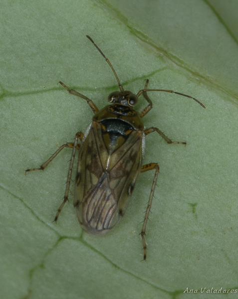 Saldidae: Pentacora sphacelata