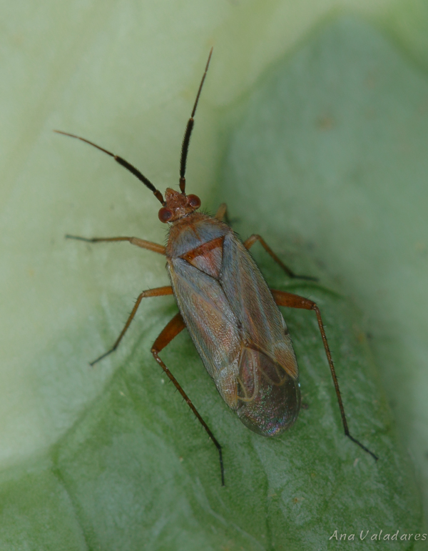 Miridae:  Macrotylus sp.