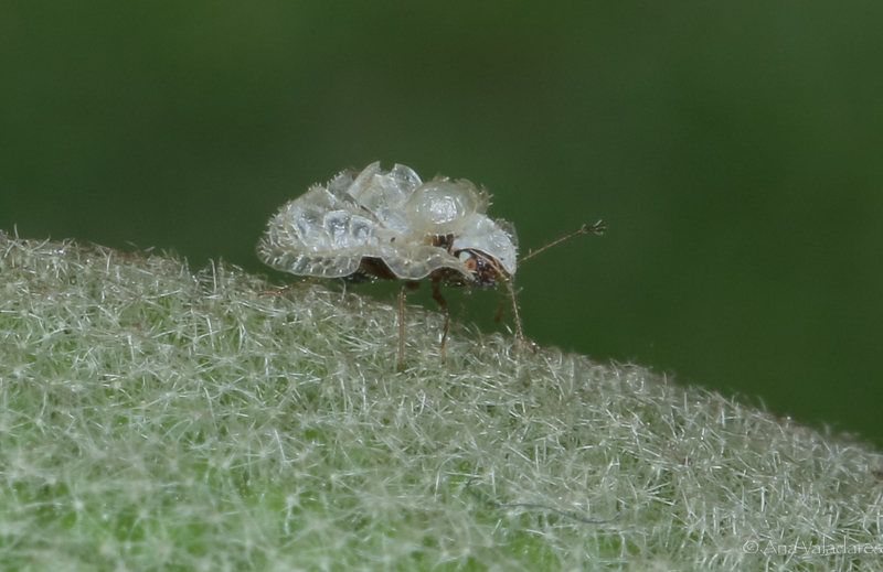 Tingidae:  Hyalochiton komaroffii