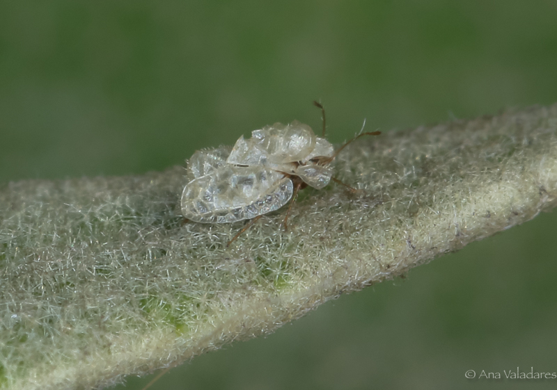 Tingidae:  Hyalochiton komaroffii