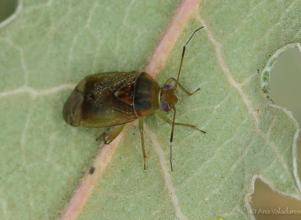 Miridae:  Pinalitus cervinus