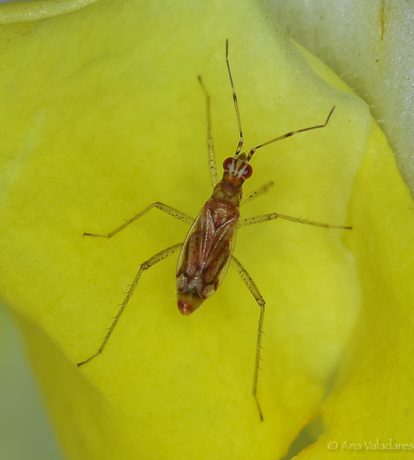 Miridae: Dicyphus stachydis ? .... Dicyphus sp.