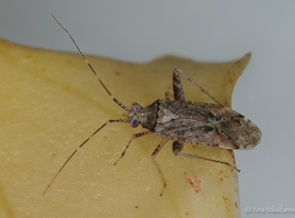 Miridae: Phytocoris sp.