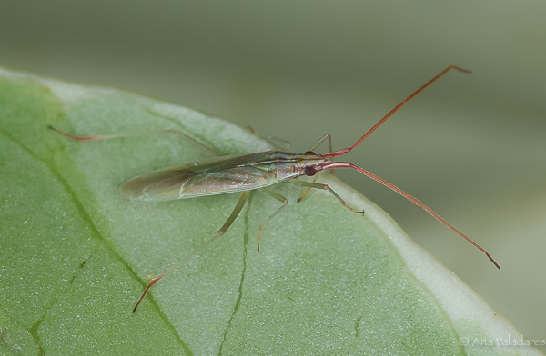 Miridae. Trigonotylus pulchellus ? S !