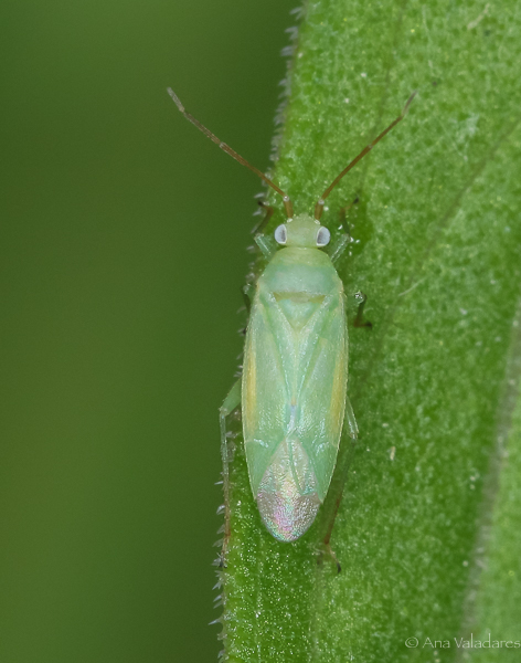 Orthotylus ??
