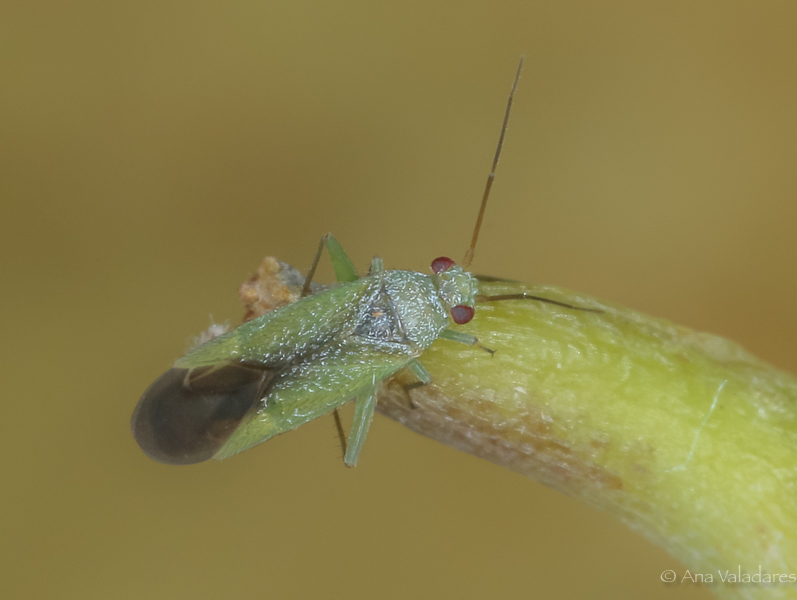 Miridae:  Platycranus bicolor ?   S !