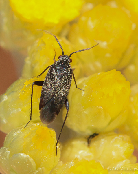 Miridae: Heterocordylus tibialis ? No, Lepidargyrus sp. (L. ancorifer o L. lividus)