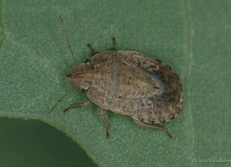 Pentatomidae: Sciocoris macrocephalus ? S !