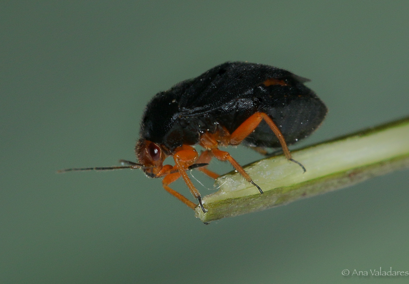 Miridae:  Strongylocoris leucocephalus