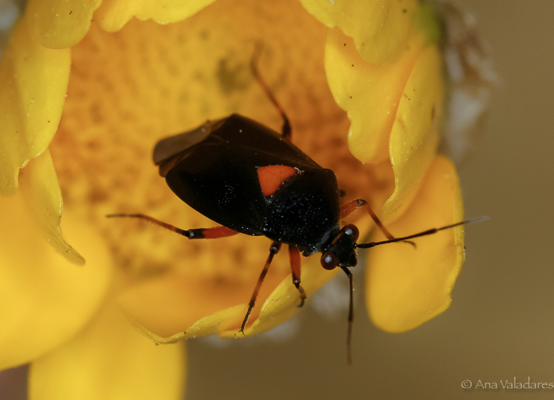 Miridae: Deraeocoris cfr. ribauti