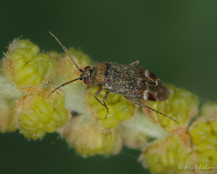 Miridae: Psallus aurora