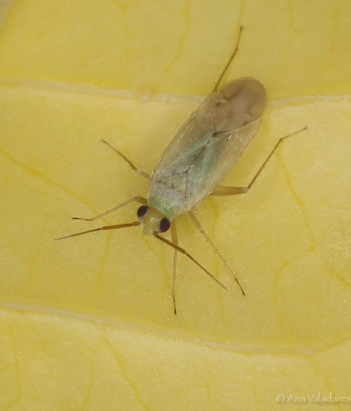 Miridae: Stenoparia putoni ??  No, Asciodema obsoleta, maschio