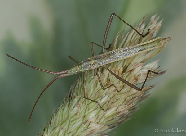 Rhopalidae: Chorosoma schillingii ?? S !