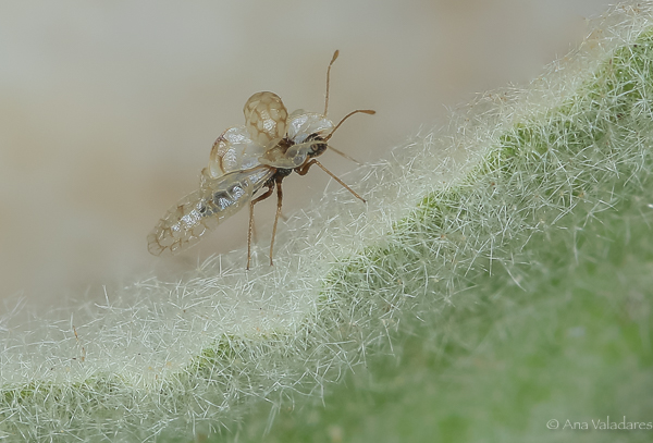 Stephanitis ??  No, Tingidae: Hyalochiton syrmiensis