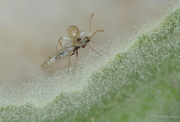 Stephanitis ??  No, Tingidae: Hyalochiton syrmiensis