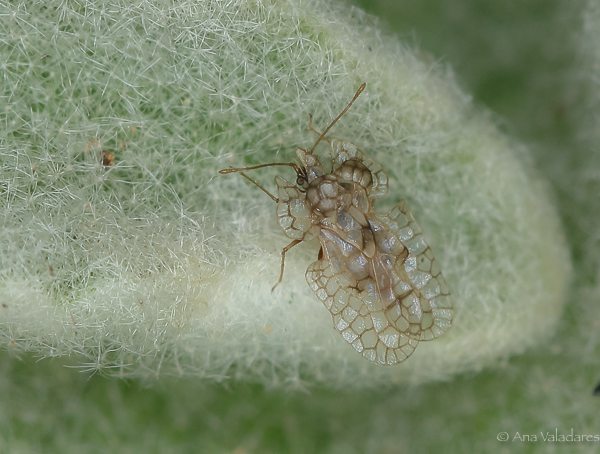 Stephanitis ??  No, Tingidae: Hyalochiton syrmiensis