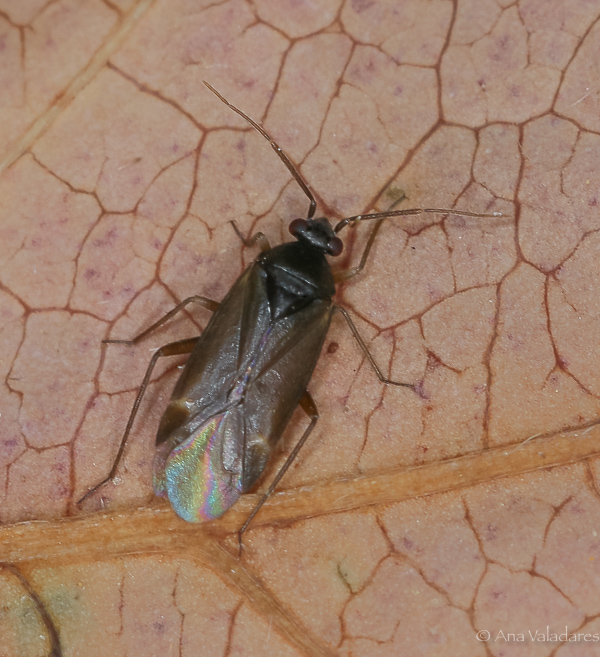 Miridae: Plesiodema pinetella, maschio