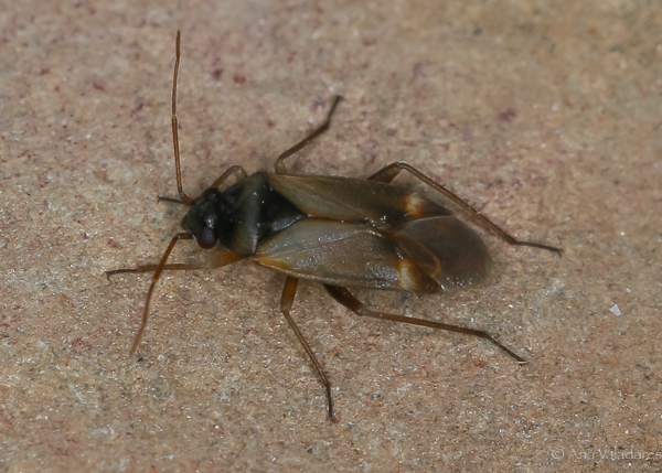 Miridae: Plesiodema pinetella, maschio