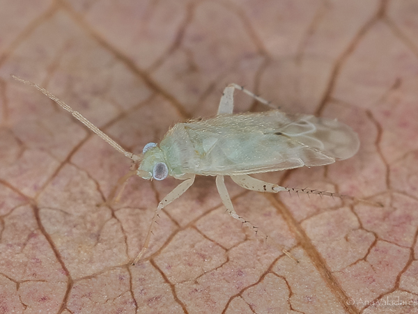 Malacotes phlomidis ? - Miridae: Malacotes phlomidis