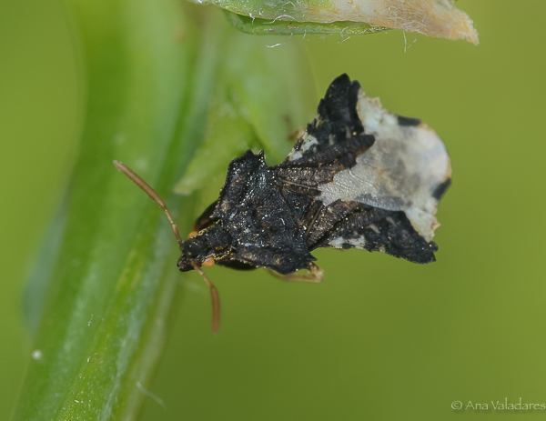 Reduviidae: Phymata monstrosa