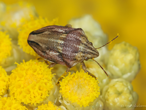 Scutelleridae: Odontotarsus purpureolineatus ?    S !