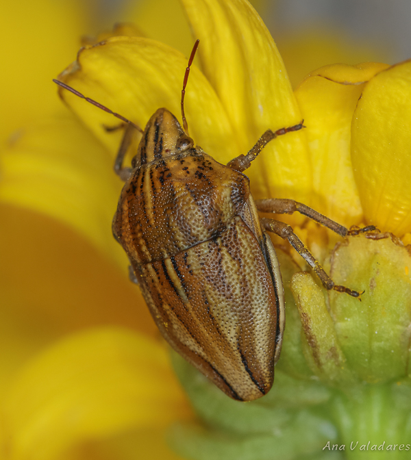 Scutelleridae: Odontotarsus purpureolineatus