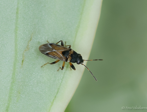 Ischnocoris angustulus (?) - Lygaeidae: Ischnocoris angustulus