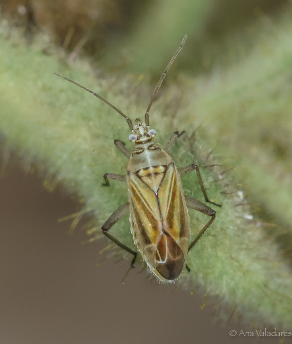 Miridae: Hoplomachus thunbergii