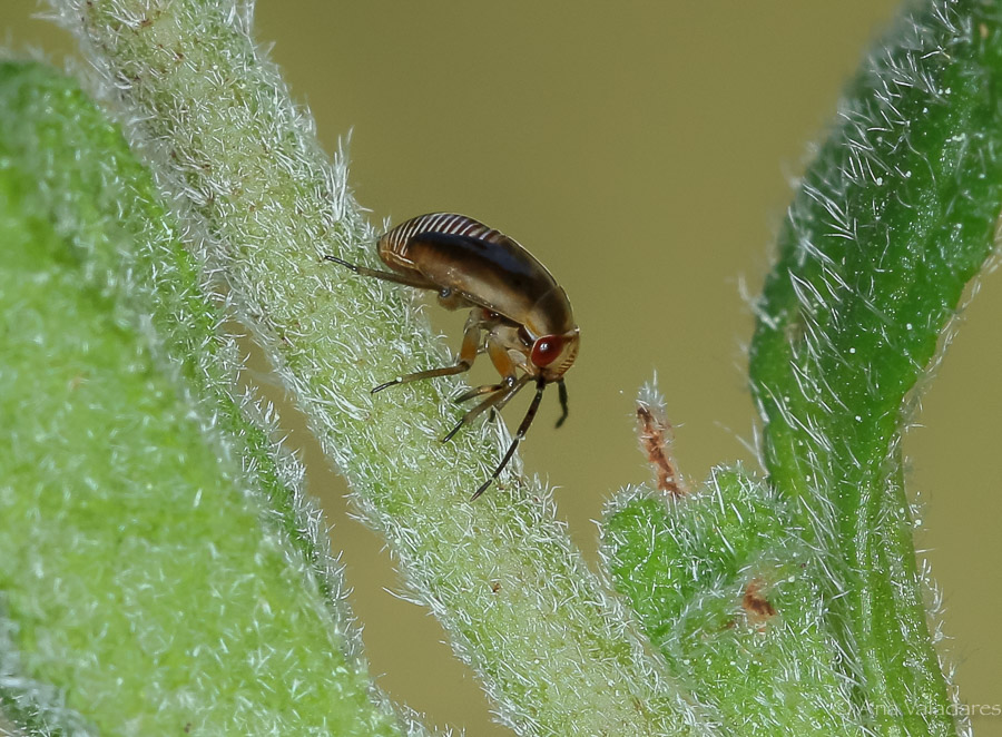 Miridae: Strongylocoris cicadifrons