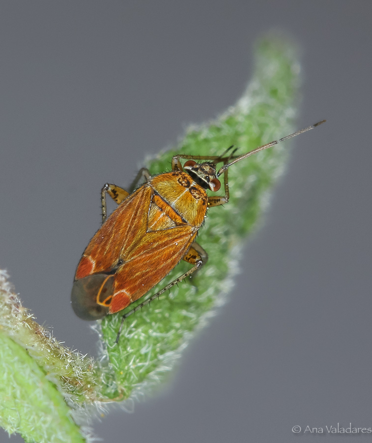 Miridae: Pachyxyphus sp. ?  Pachyxyphus cisti