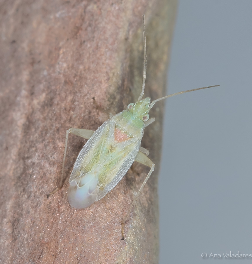 Miridae: Megalocoleus delicatus