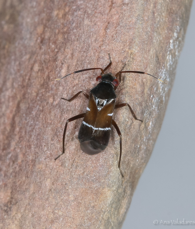 Miridae: Pilophorus cinnamopterus