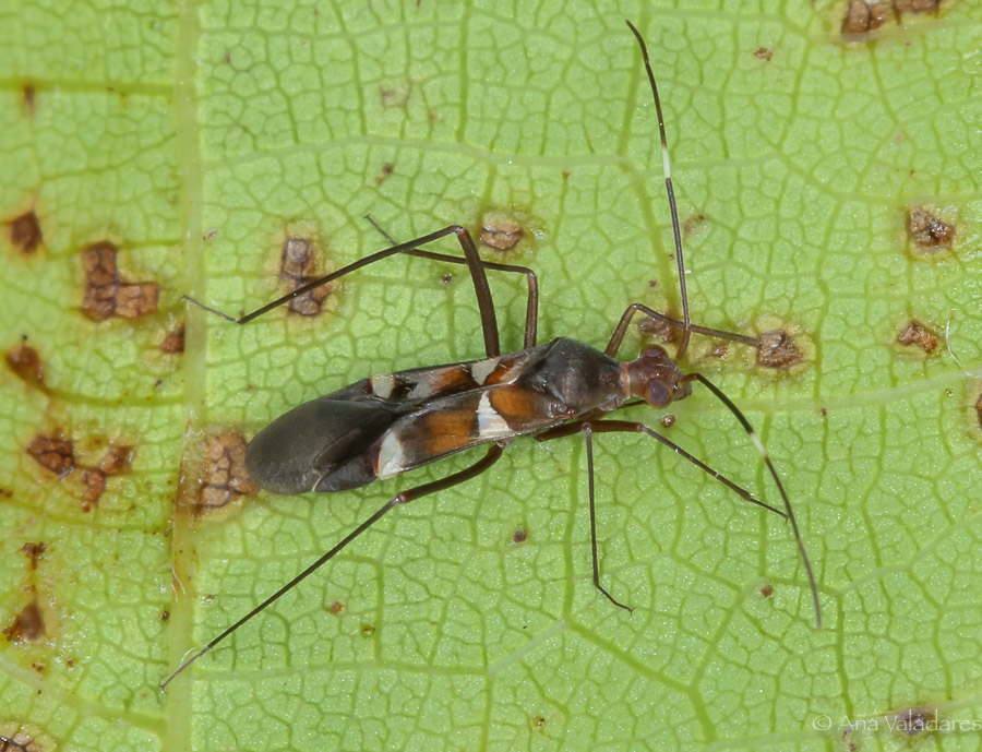 Systellonotus championi (?)