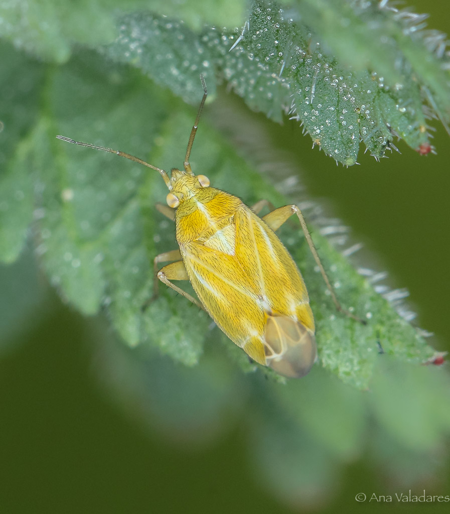 Miridae: Amblytylus ...??   Amblytylus sp.  o  Megalocoleus sp.