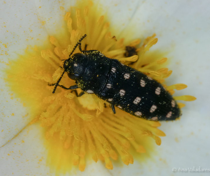 Buprestidae: Acmaeoderella degener