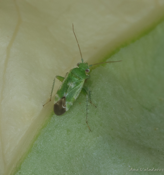 Miridae: Tuponia sp.