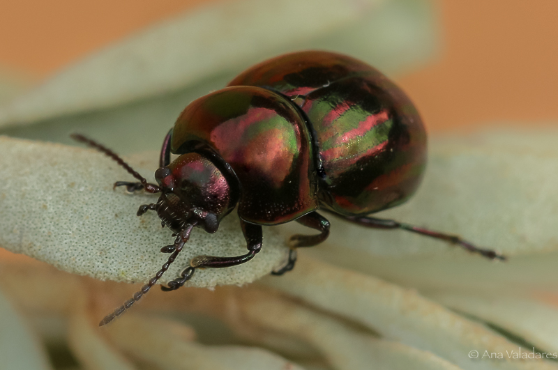 Chrysomelidae: Cyrtonus elegans