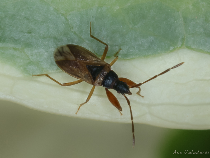 Lygaeidae:  Thaumastopus marginicollis ?   S !