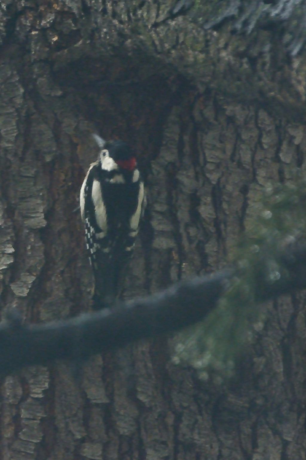 Picchio rosso maggiore (Dendrocopos major) ?